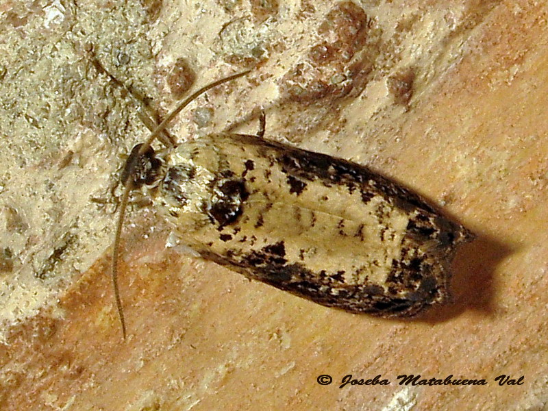 Hedia salicella - Tortricidae
